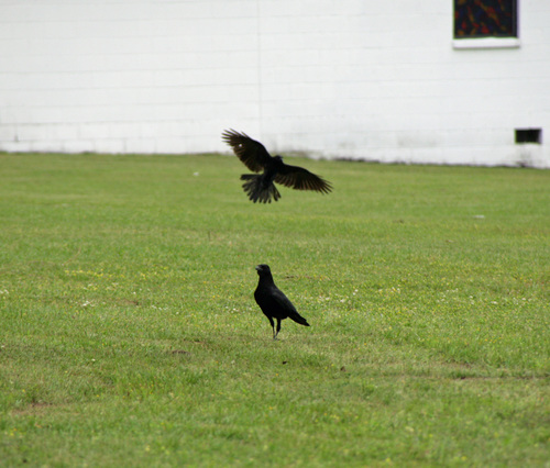  crows