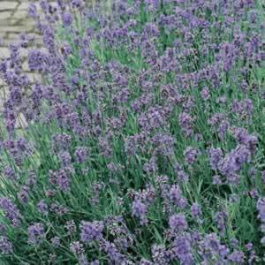  Beautiful Lavender For The Great Genius Margaret Rutherford