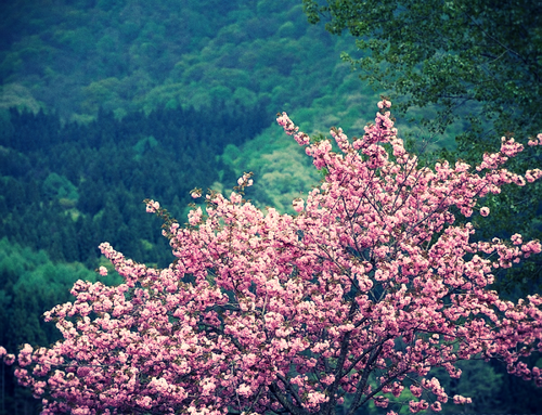  Spring Blossoms