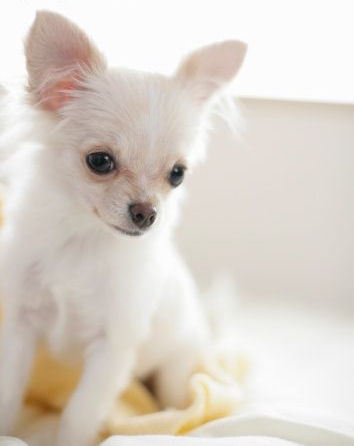 The Charming Chihuahua