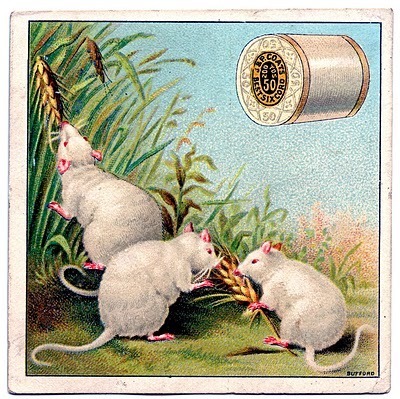  Three white mice enjoy wheat stalks