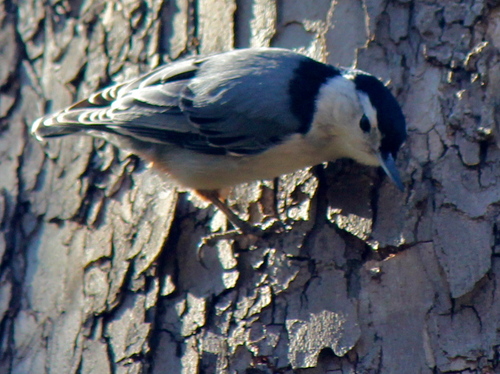 White-Breasted Nuthatch listening for grubs