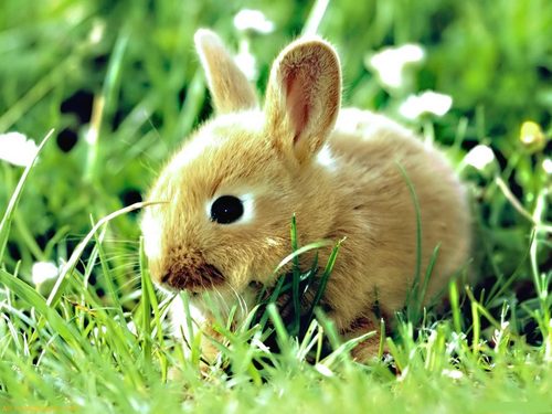  baby bunny