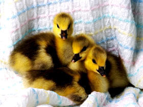  baby ducks