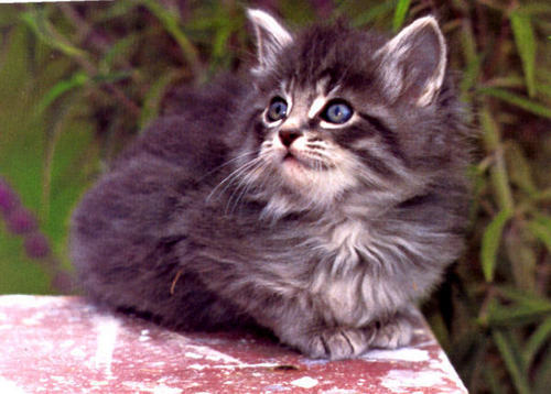  baby gatinhos