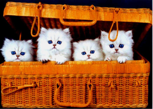  baby kittens