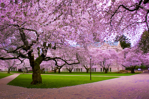  ceri, cherry Blossom pohon