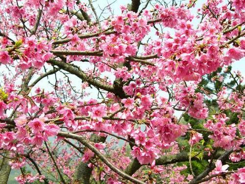  樱桃 Blossom 树