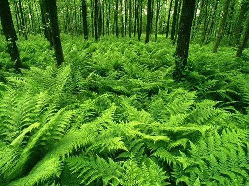  Green Forest of Ferns