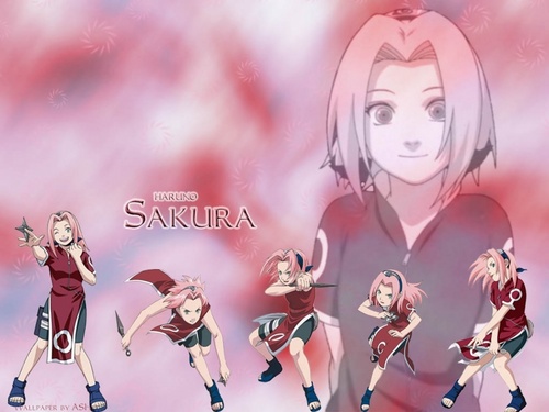  Sakura