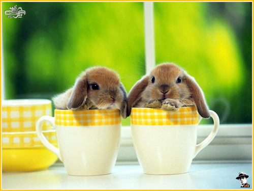  baby bunnies