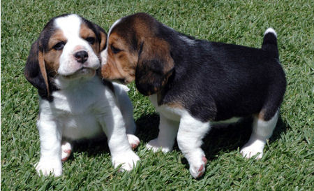  beagle pups