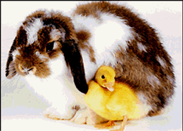 bunny with a chick