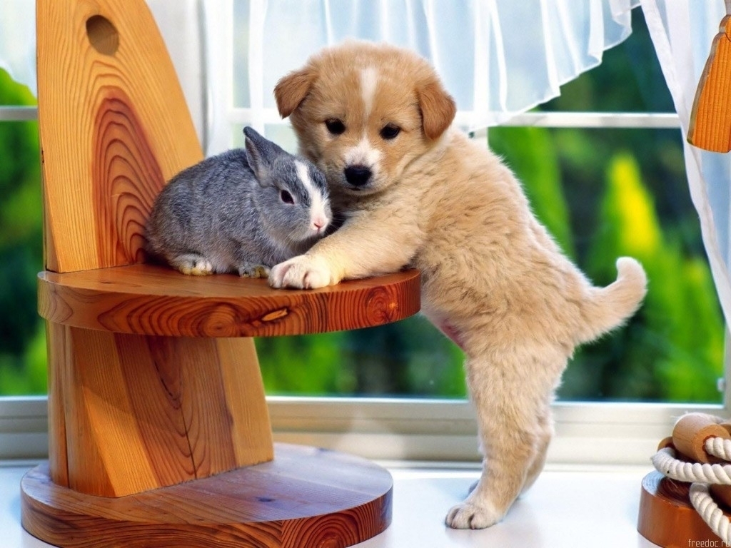 bunny with cute little puppy