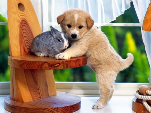  bunny with cute little perrito, cachorro