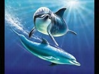  dolphinz!!!!!!