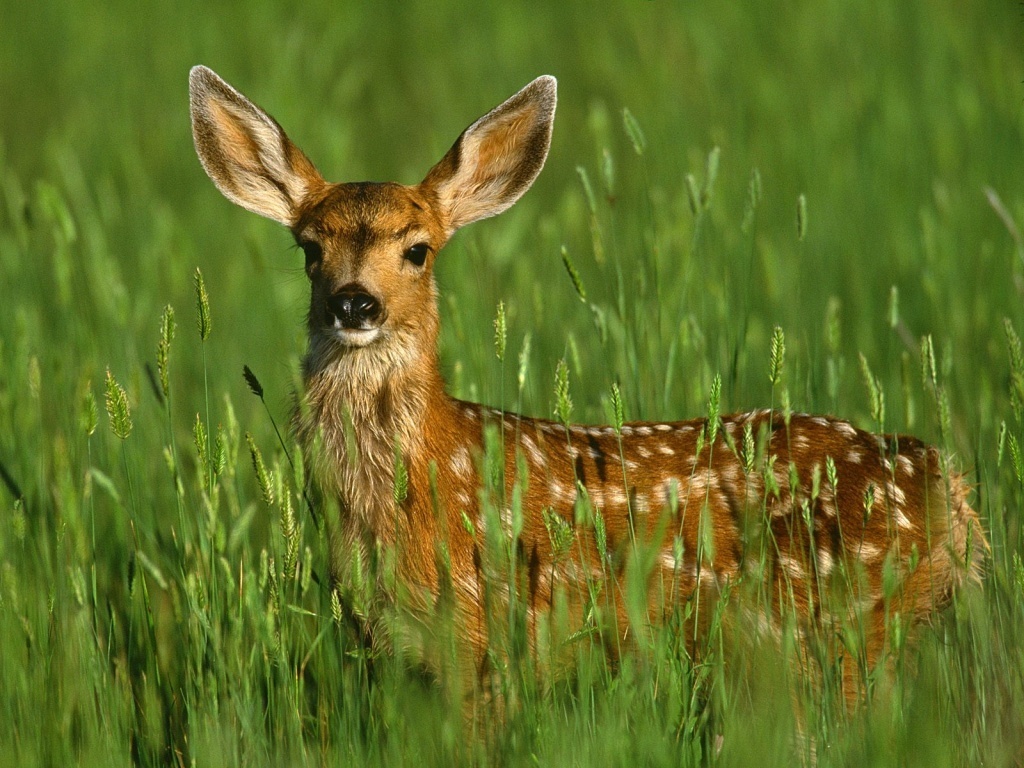 fawn deer - Baby Animals Photo (19818121) - Fanpop