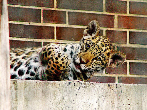  jaguar cub