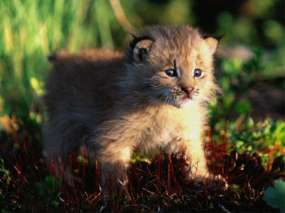  lynx cubs