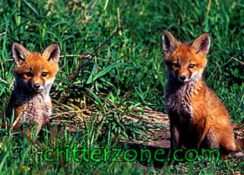  red rubah, fox cubs