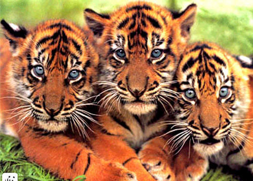 anak harimau, harimau