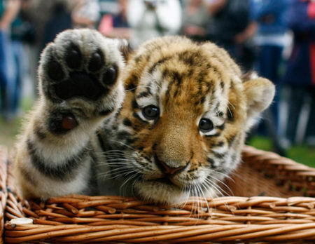  tiger cub