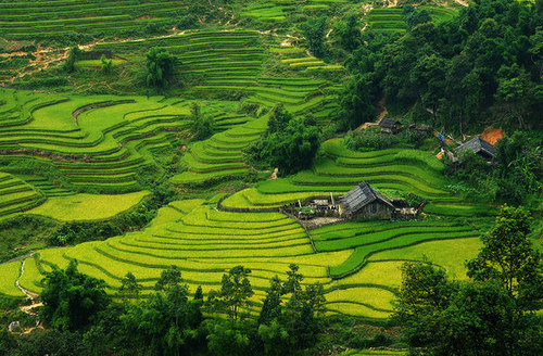  Terraces in Vietnam