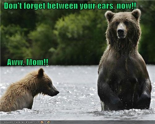  भालू funny