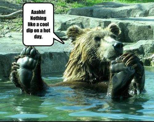 bear funny