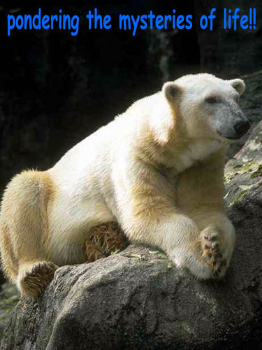  beruang funny