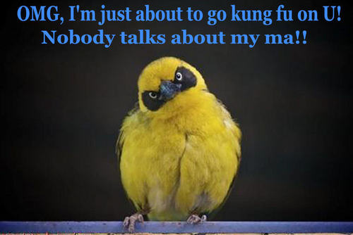  bird funny