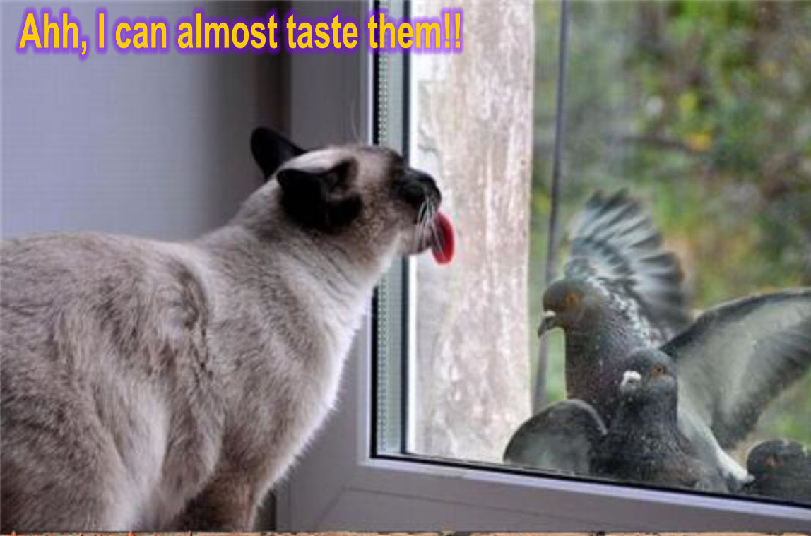 [Image: cat-bird-funny-animal-humor-19948700-1148-759.jpg]