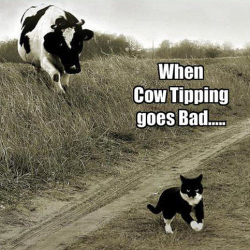  cat & cow funny