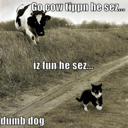  cat & cow funny