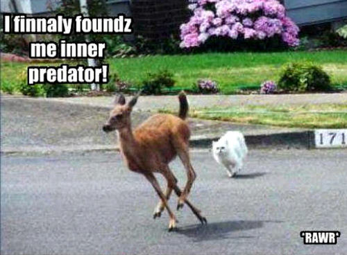  cat & deer funny