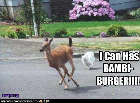 cat & deer funny