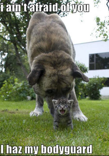  cat & dog funny