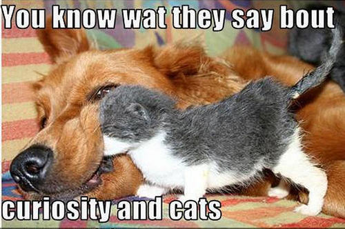 cat & dog funny