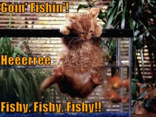  cat & pescado funny