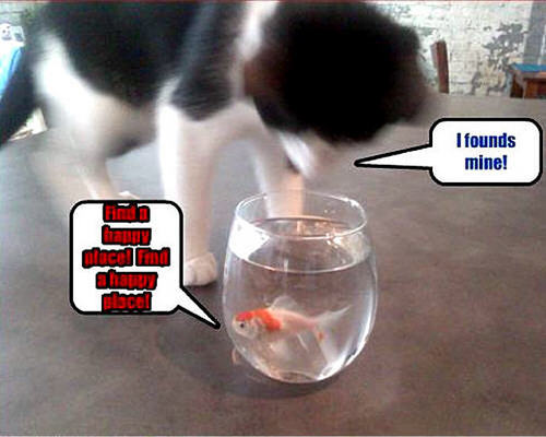  cat & 魚 funny