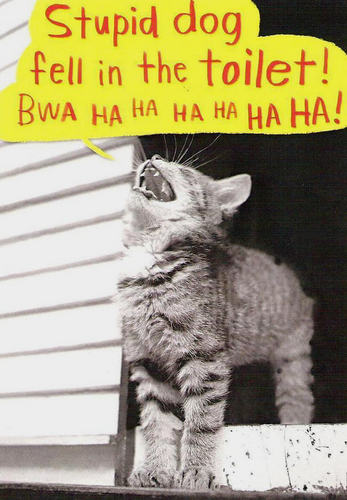  cat funny