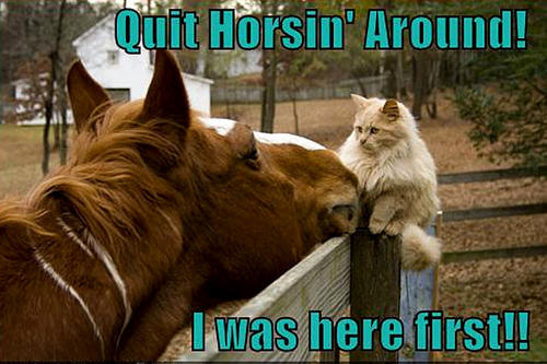  cat & horse funny