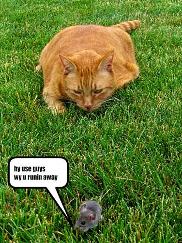 cat & mouse funny