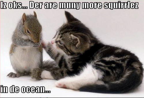  cat & ardilla funny