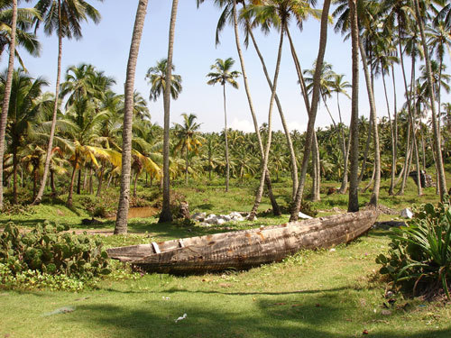  A typical Kerala Coconut Farm
