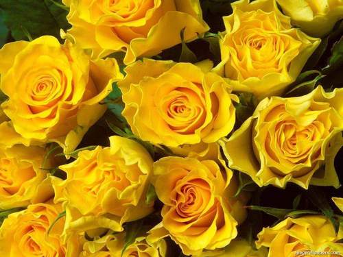  お花 to Honor, The Great Genius and Beautiful Margaret Rutherford