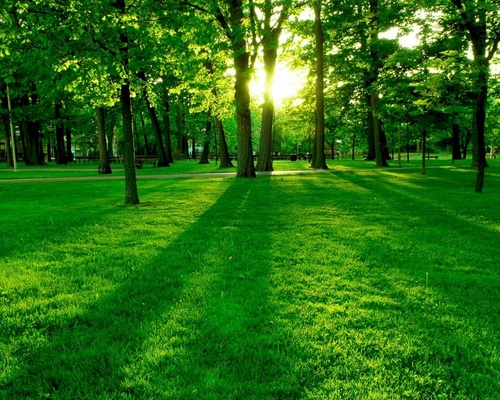  Green Forest achtergrond