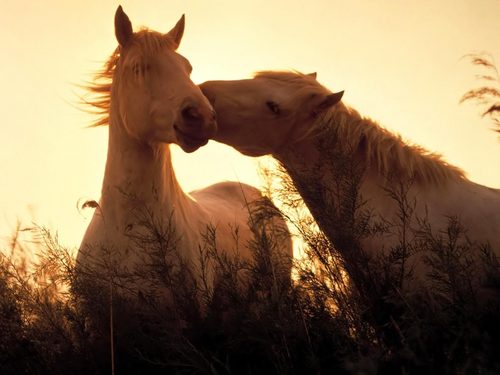 Horses tenderness