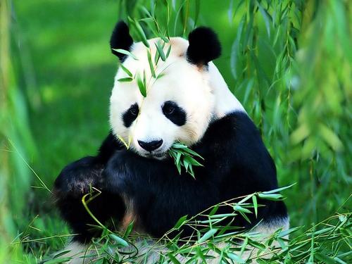  Perfect Panda