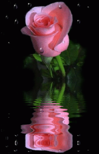  kulay-rosas mga rosas For Dear Susie ♥